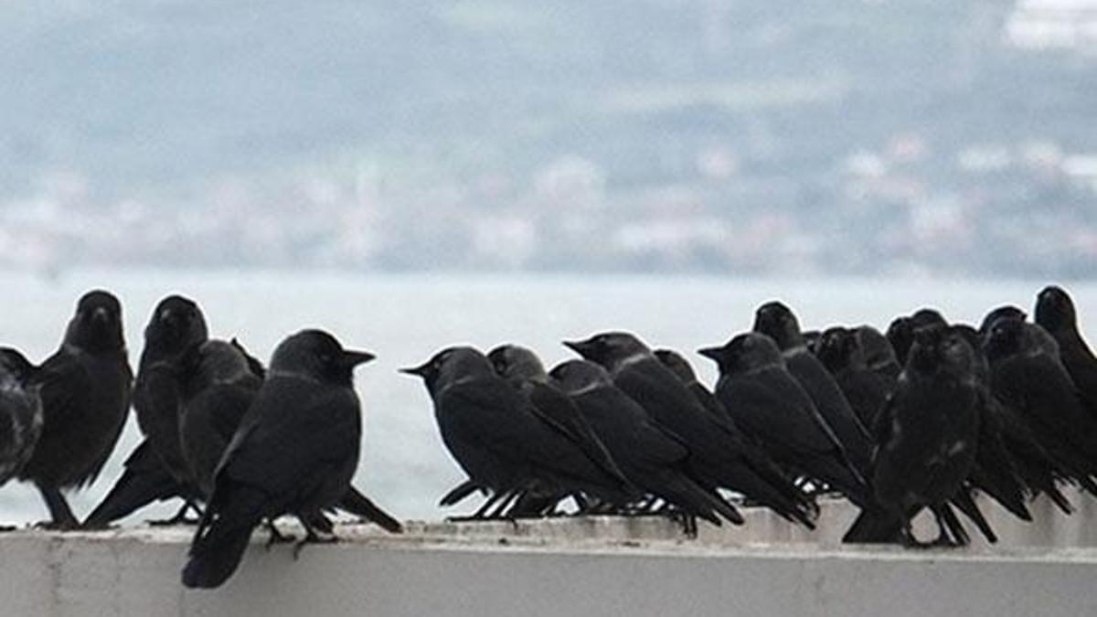 Uyarı geldi: Ölü kuşlara sakın dokunmayın!