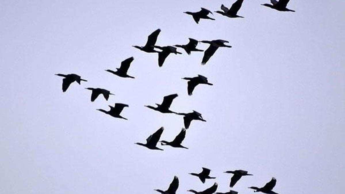 Veterinerlerden 'ölü kuşlara dokunmayın' uyarısı
