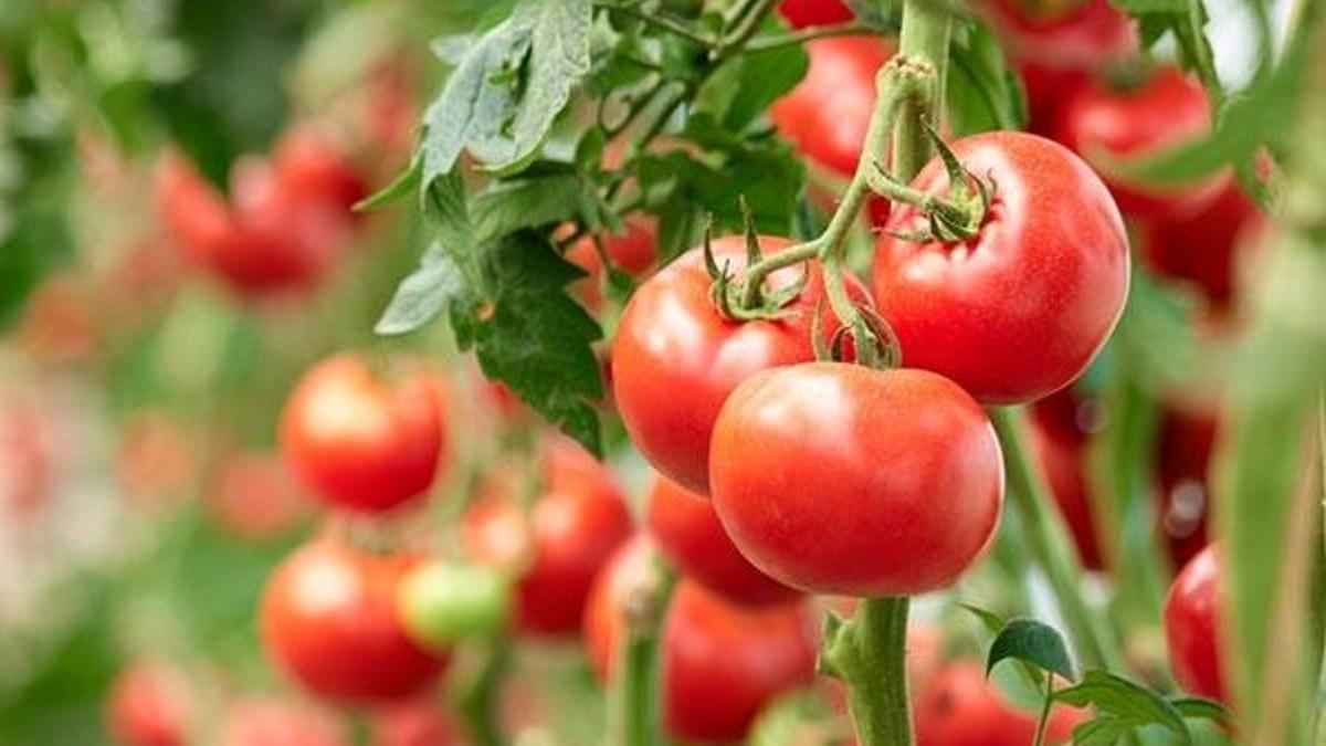 Analiz yapıldı! Üç sebzede yasak zehir