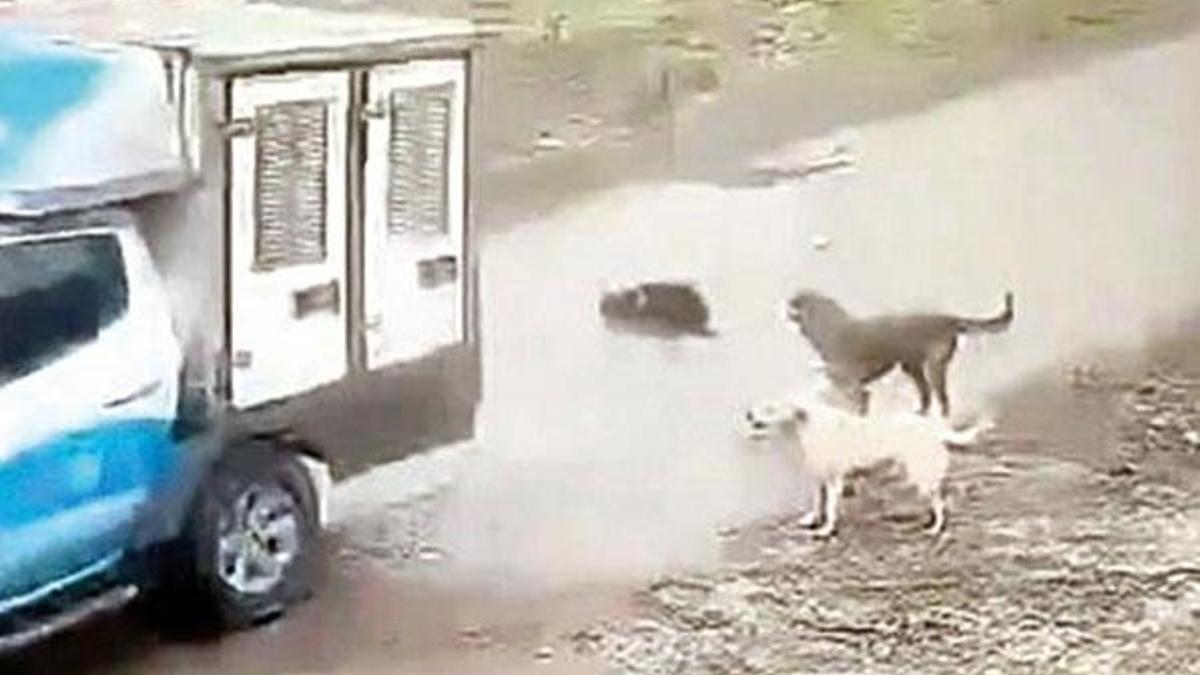 Belediyelerin vicdan sınavı... Pendik ezdi, İBB ölüme terk etti