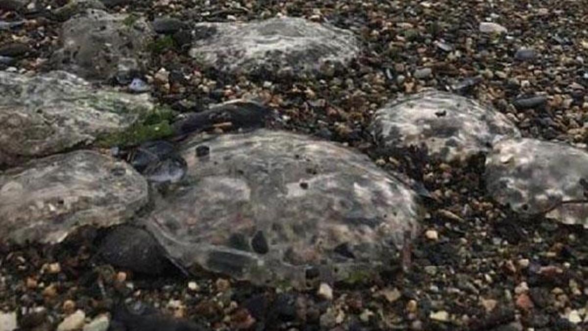 Büyük panik! Deniz anaları İzmit Körfezi'ni işgal etti