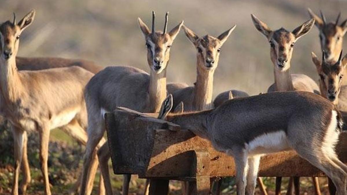 Hatay'da 'gazella gazella' popülasyonunda artış