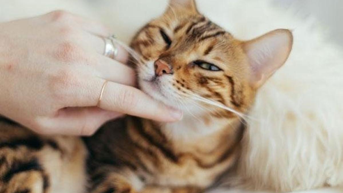 Koronavirüste 'kedi' iddiası asılsız