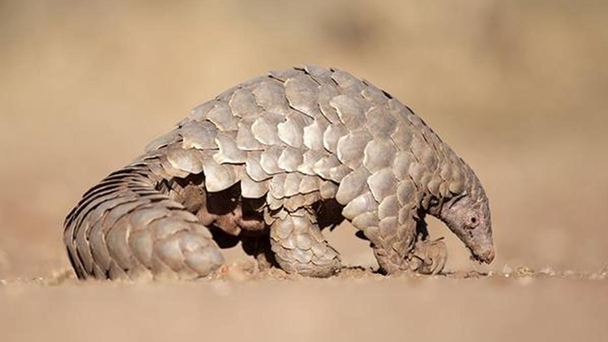 Pangolin nedir? Pangolin hayvanı nerede yaşar? | Coronavirüs Pangolin’den mi ortaya çıktı?