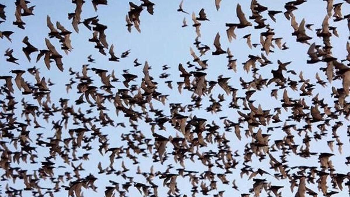 Ülkede şok! Kasaba yarasa istilasına uğradı