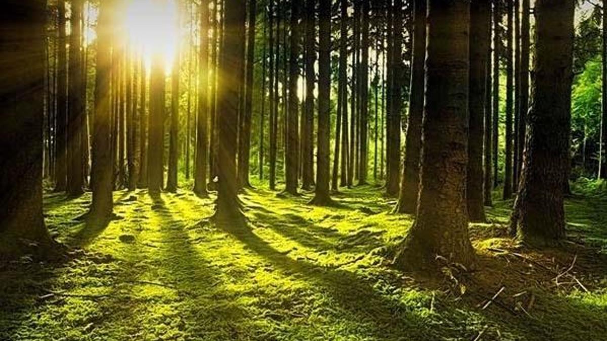 OGM sonuçları açıklandı! OGM sonuç sorgulama nasıl yapılır? (Orman mühendisi ve orman muhafaza memuru alımı)