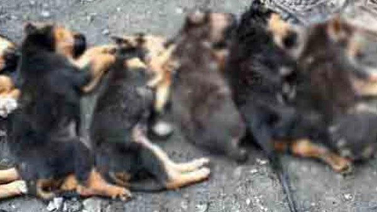 Yavru köpeklerin zehirlenerek öldürüldükleri iddiası