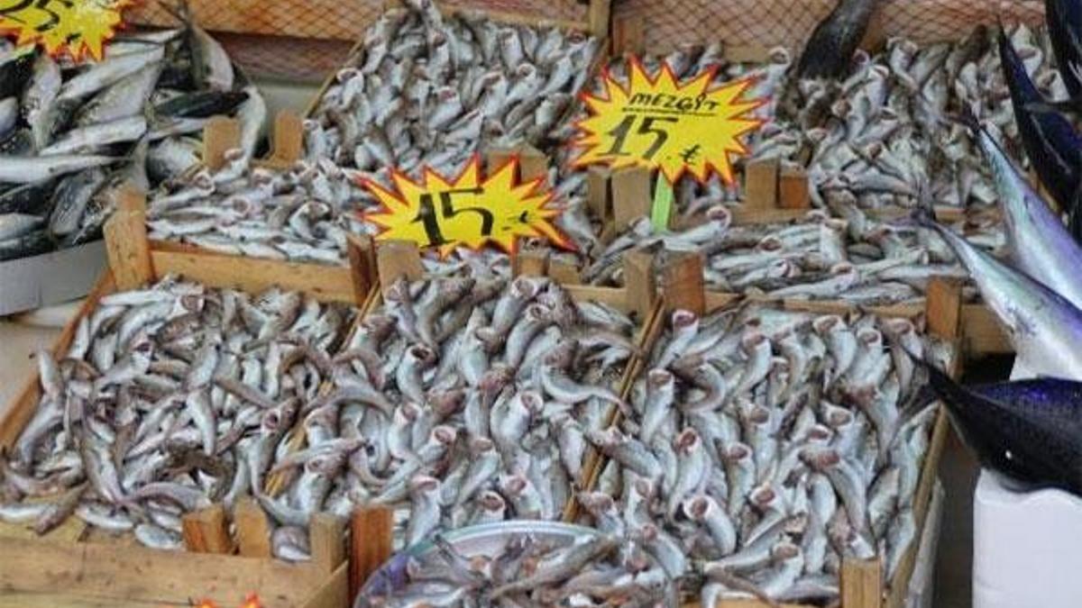 Karadeniz’de sular soğudu, balıkçı tezgahları doldu