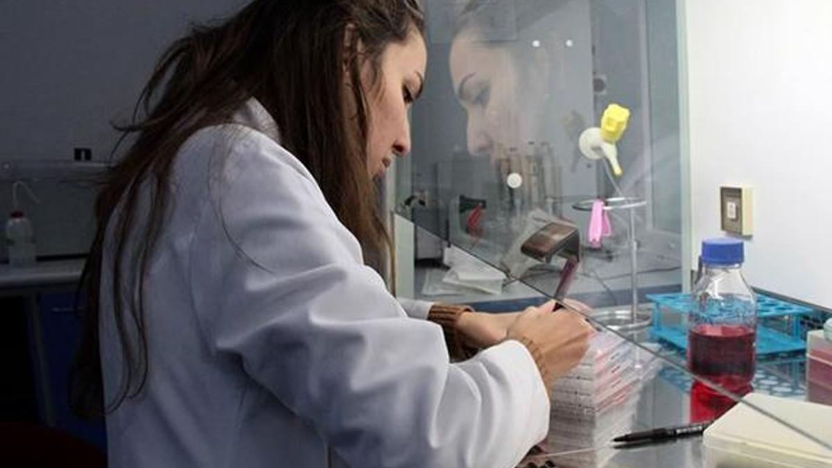 ''Sığırların viral diyaresi" hastalığına karşı yerli aşı  geliştiriliyor