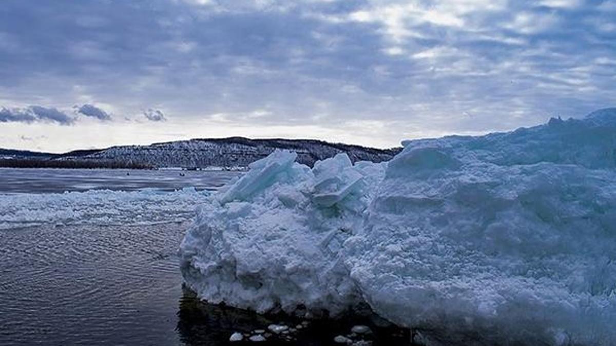 Sibirya'da Buzul Çağı'ndan kalma bir kuşun kalıntısı bulundu