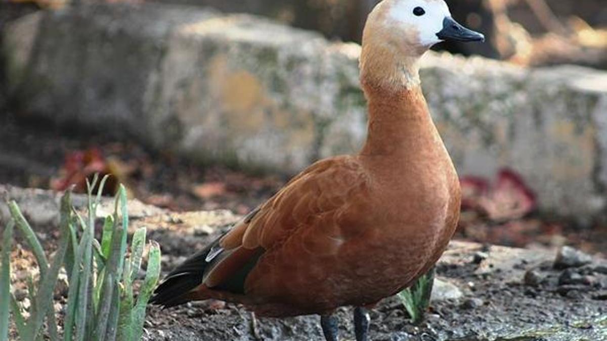 Angut Kuşu Özellikleri - Yenir Mi? Angut Kuşu Hakkında Kısa Bilgiler