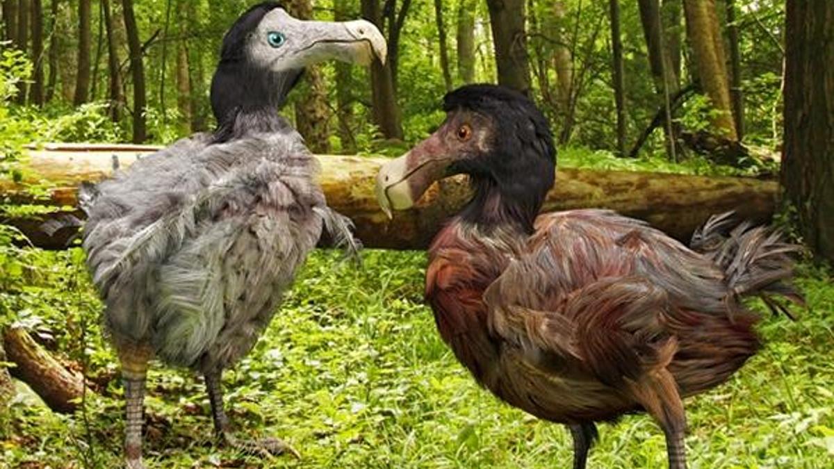 Dodo kuşu özellikleri - Nesli neden tükendi? Dodolar hakkında kısa bilgiler