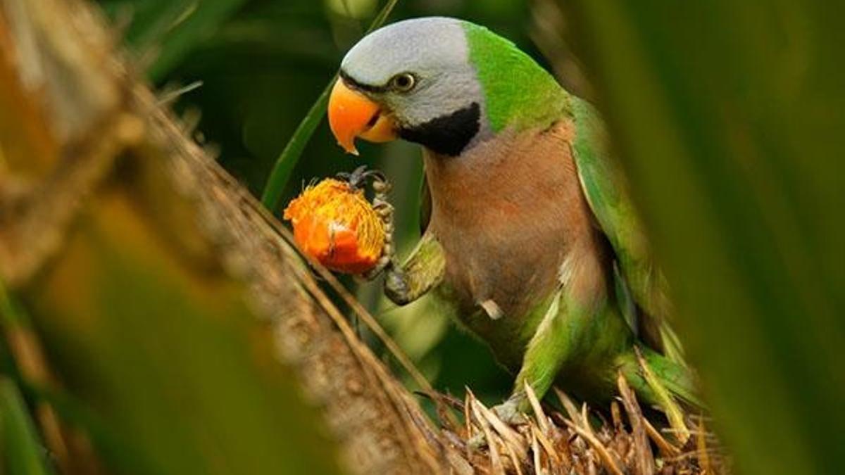 İskender Papağanı ne yer? İskender Papağanı’nın yaşı nasıl anlaşılır?