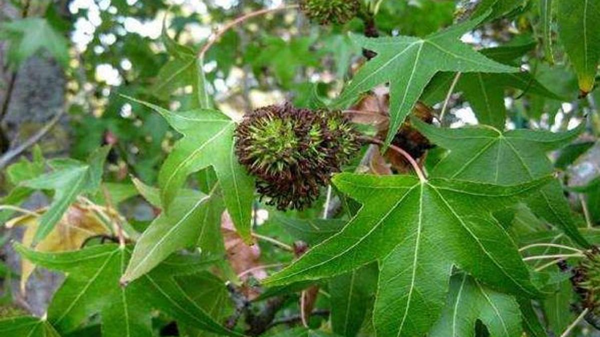Sığla yağının faydaları - Sığla yağı ne işe yarar?
