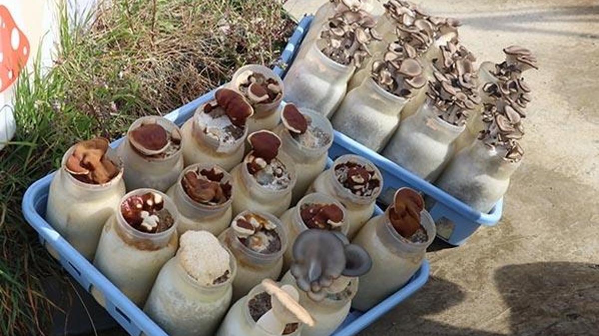 Ekonomik değeri olan mantar çeşidi için tescil başvurusu