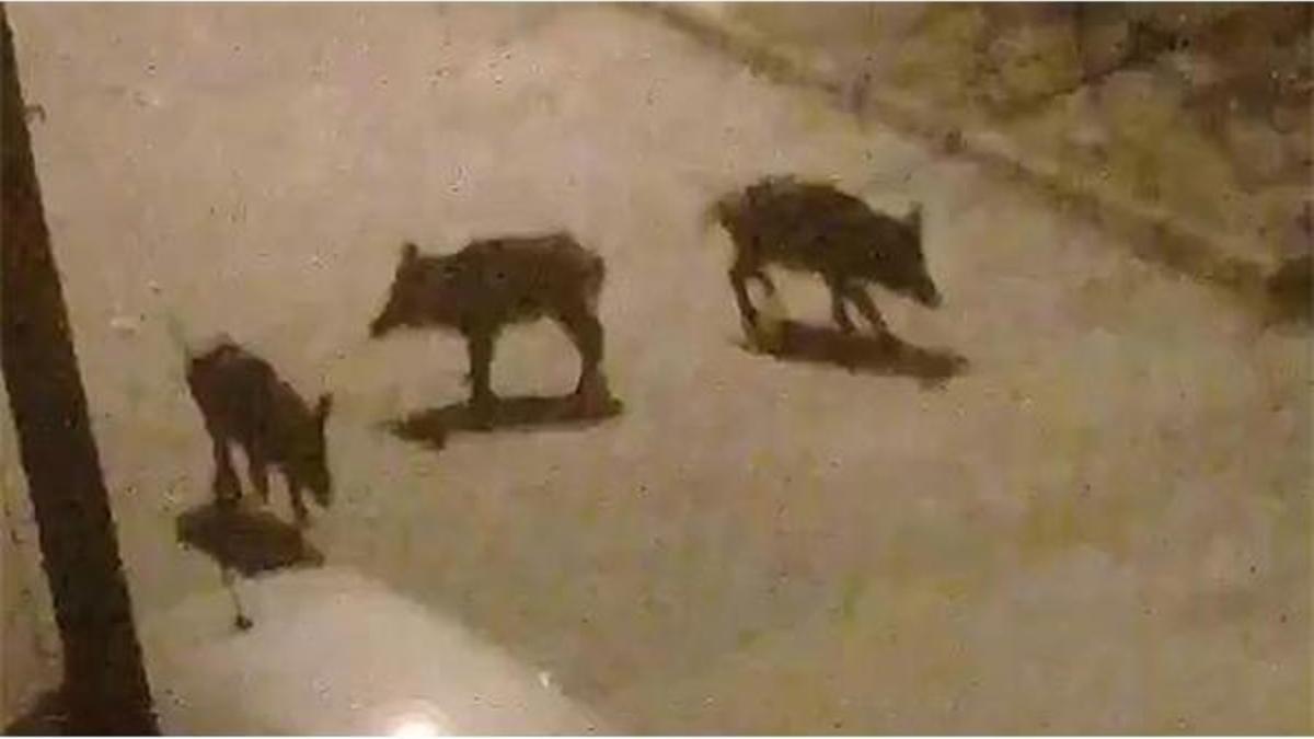 Yaban domuz sürüsünü böyle doyurdu