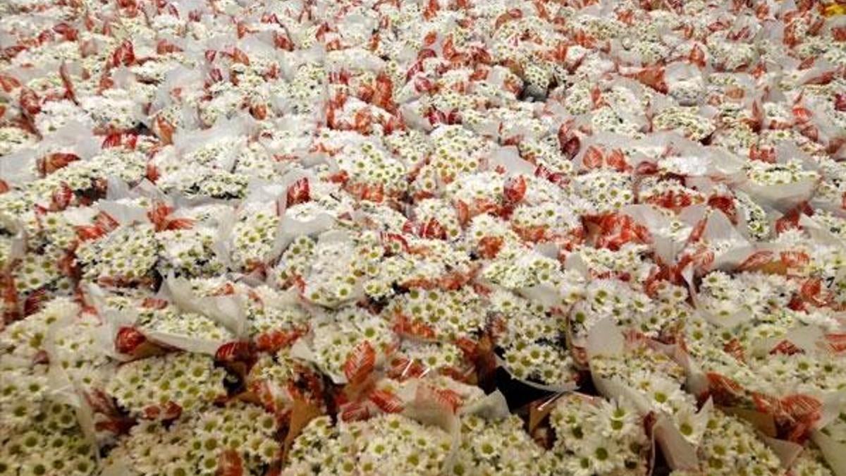 100 milyon dal çiçek çöpe gidecek