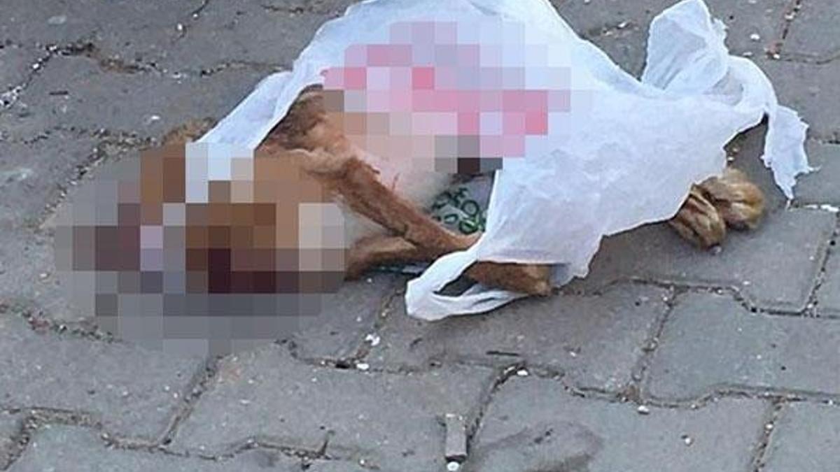 Kan donduran olay! Kafası kesilmiş halde bulundu