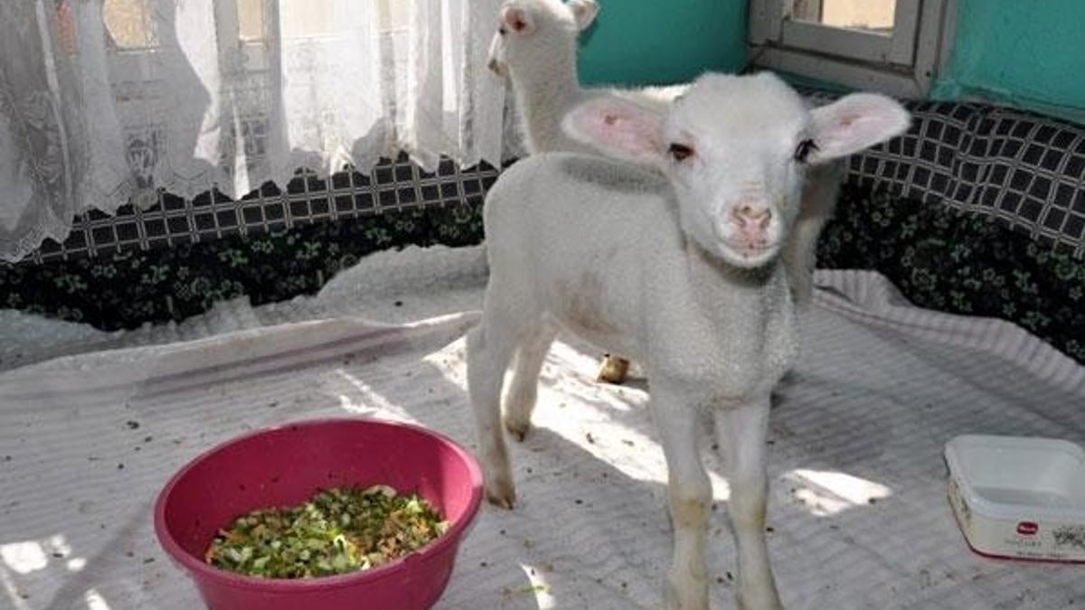 Afyonkarahisar'da gülümseten yanlış anlama