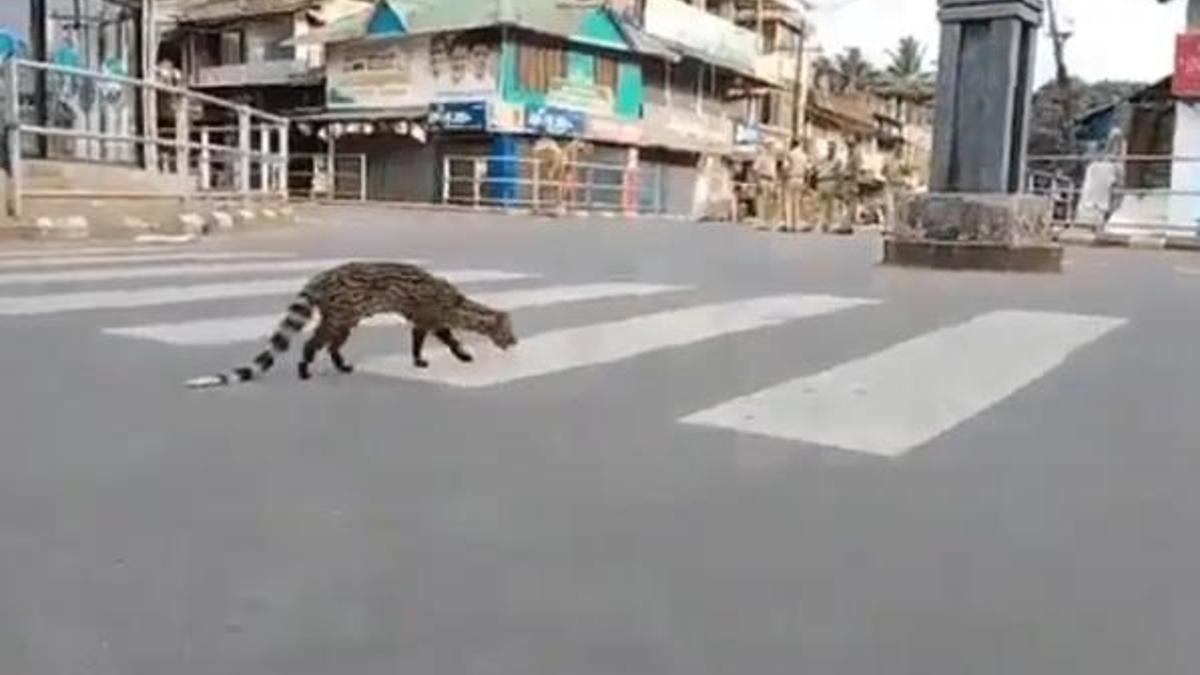 Misk kedisi nedir? Misk kedisi türleri nelerdir? Dışkısından kahve mi yapılıyor?