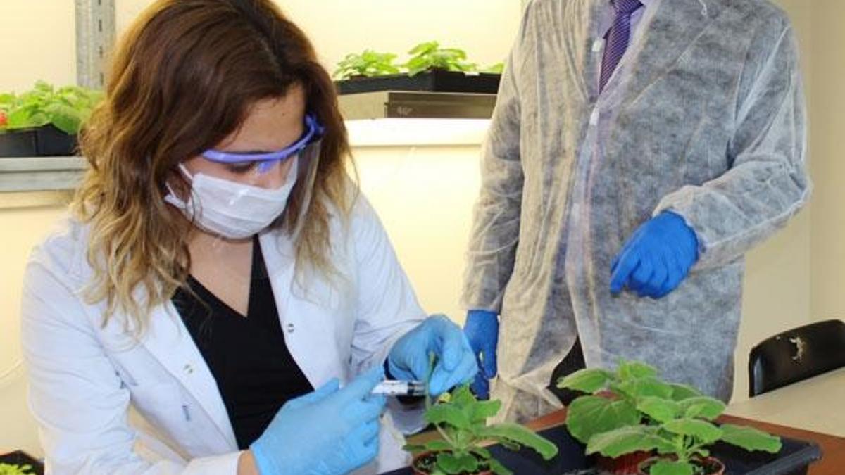 Tütünden corona virüs aşı çalışması