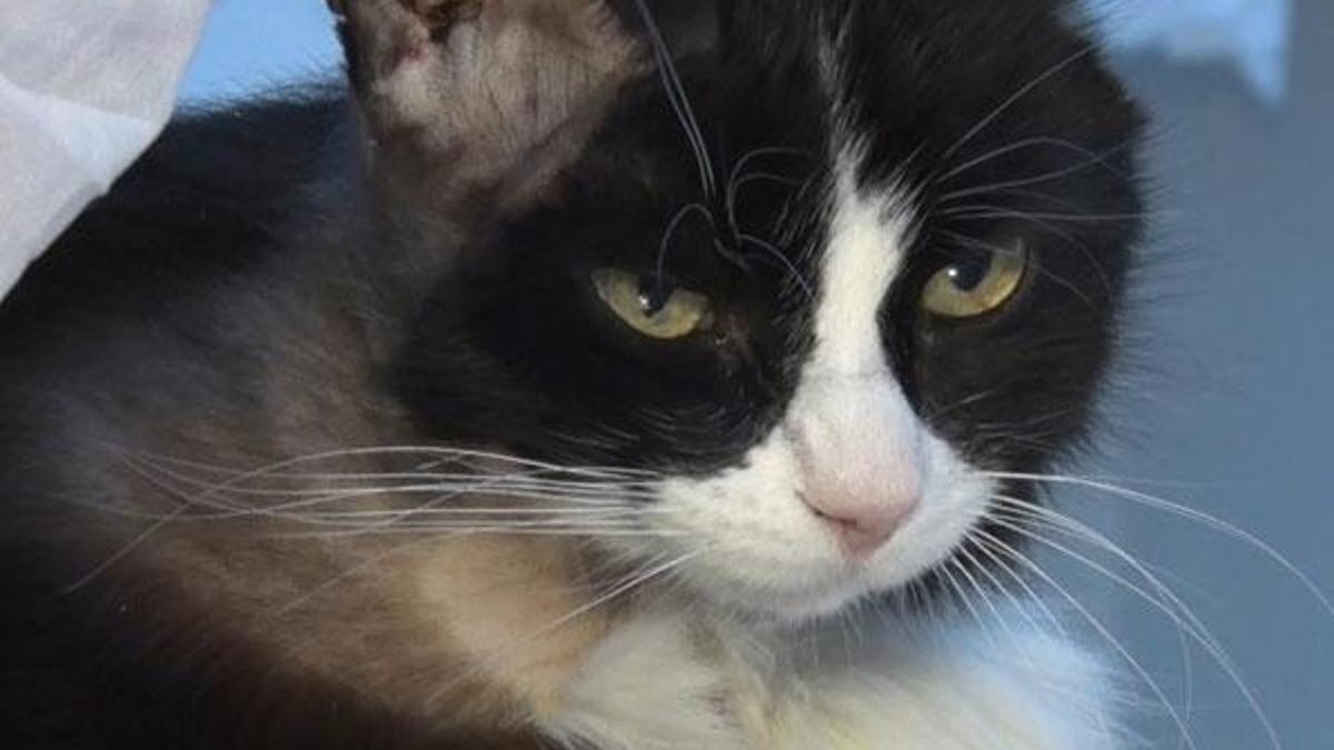 'Panda' adlı kedi böbrek naklinden kök hücreyle kurtuldu