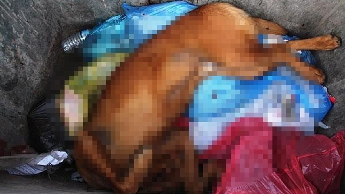 Böyle vahşet görülmedi! Can çekişirken çöpe attı