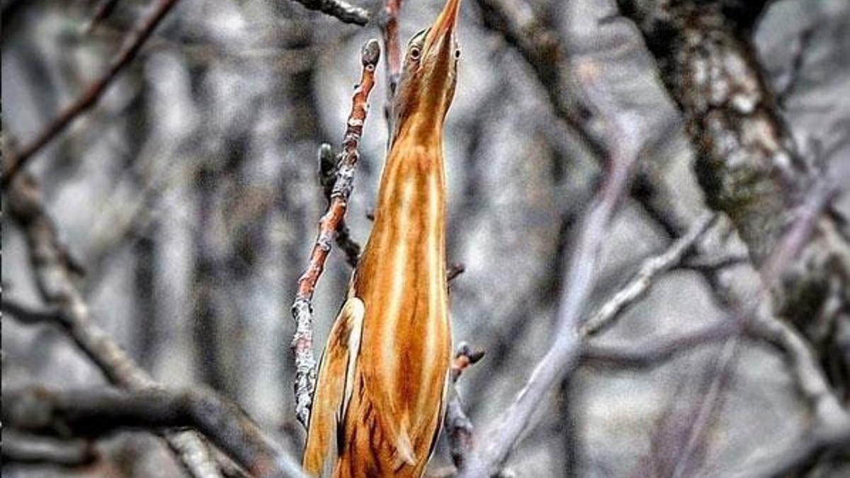 Nesli tükenme tehlikesindeki 'Hint Balıkçıl' kuşu görüntülendi