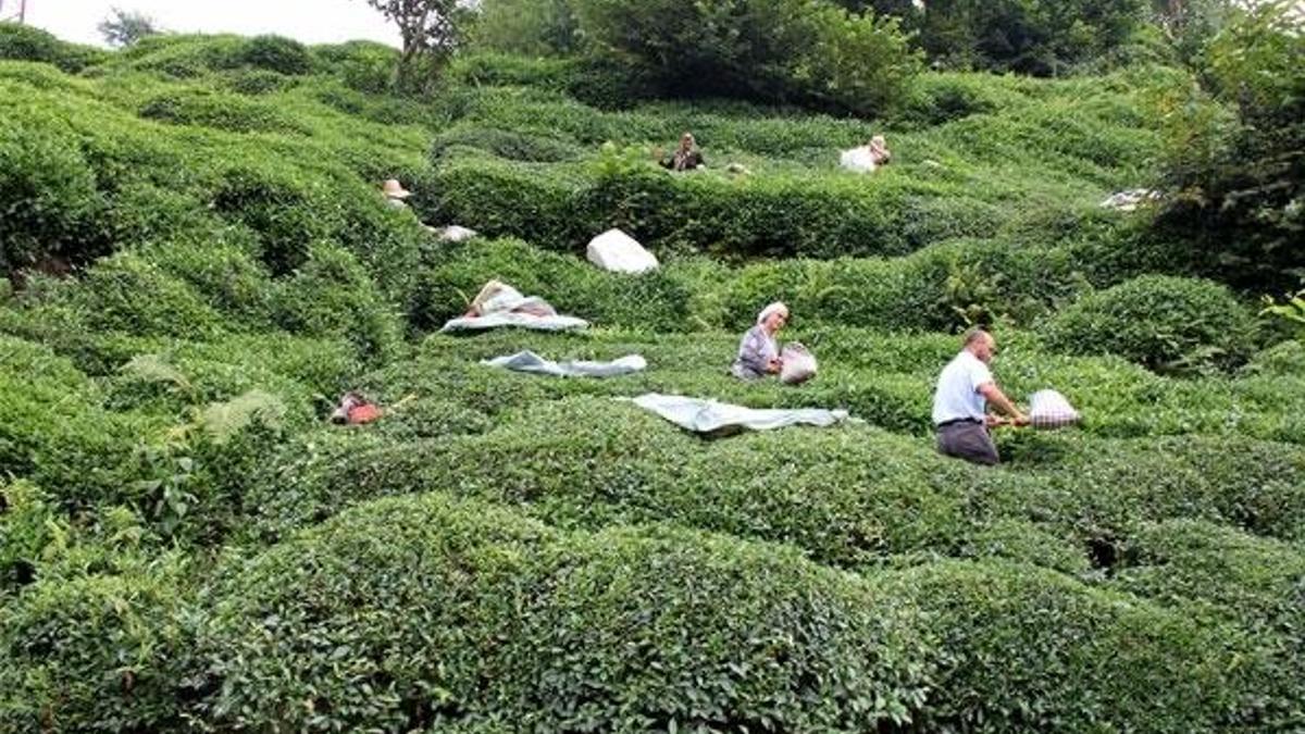 Karadeniz'de '100 bin İstanbullu' korkusu
