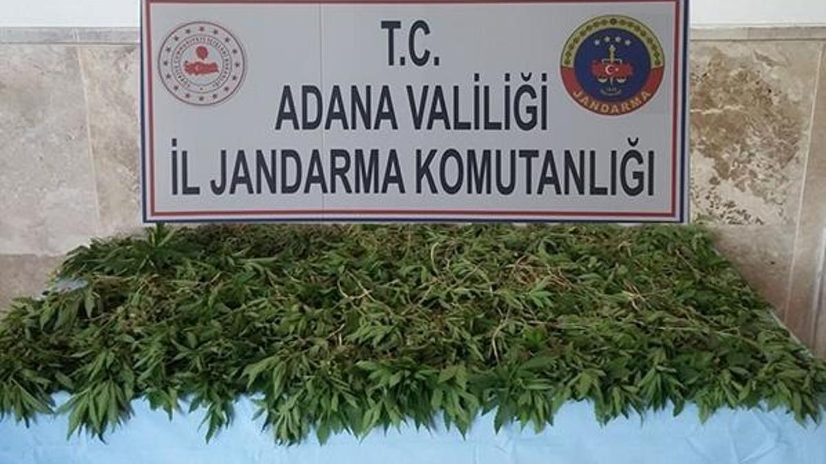 Mısır tarlasına ekmişler! 3 kişi gözaltına alındı