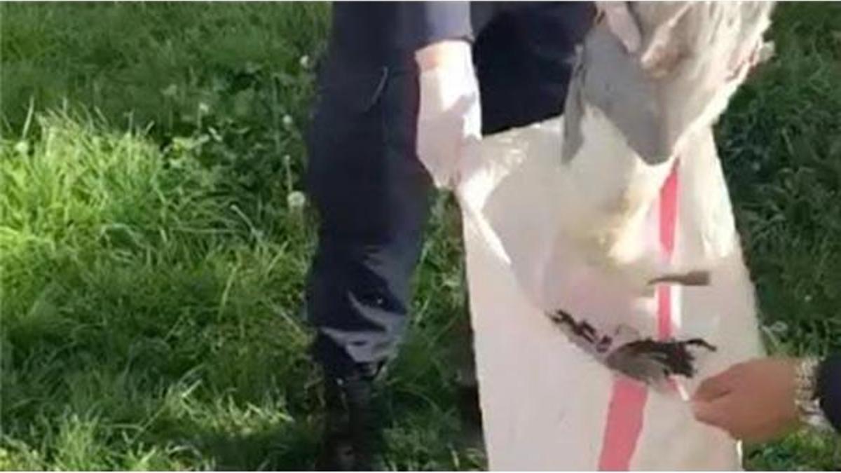 Martıları öldüren kişiye 16 bin lira ceza