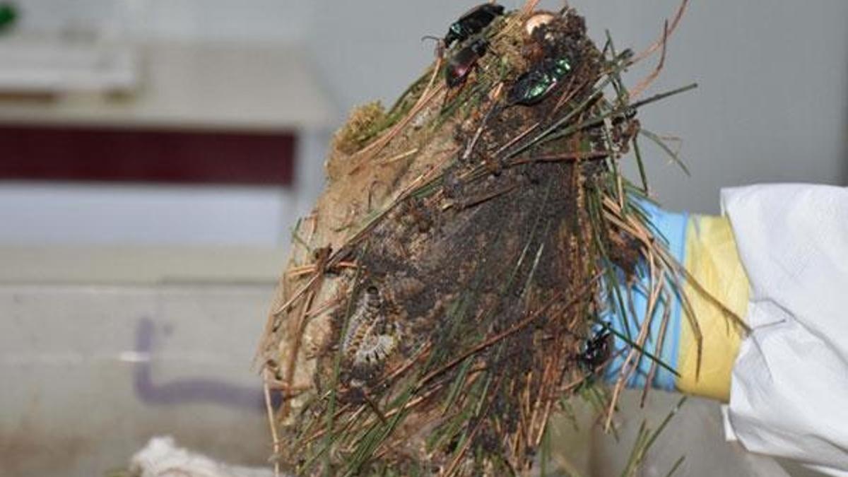 Kızılçam ormanlarını terminatör böcekler koruyor