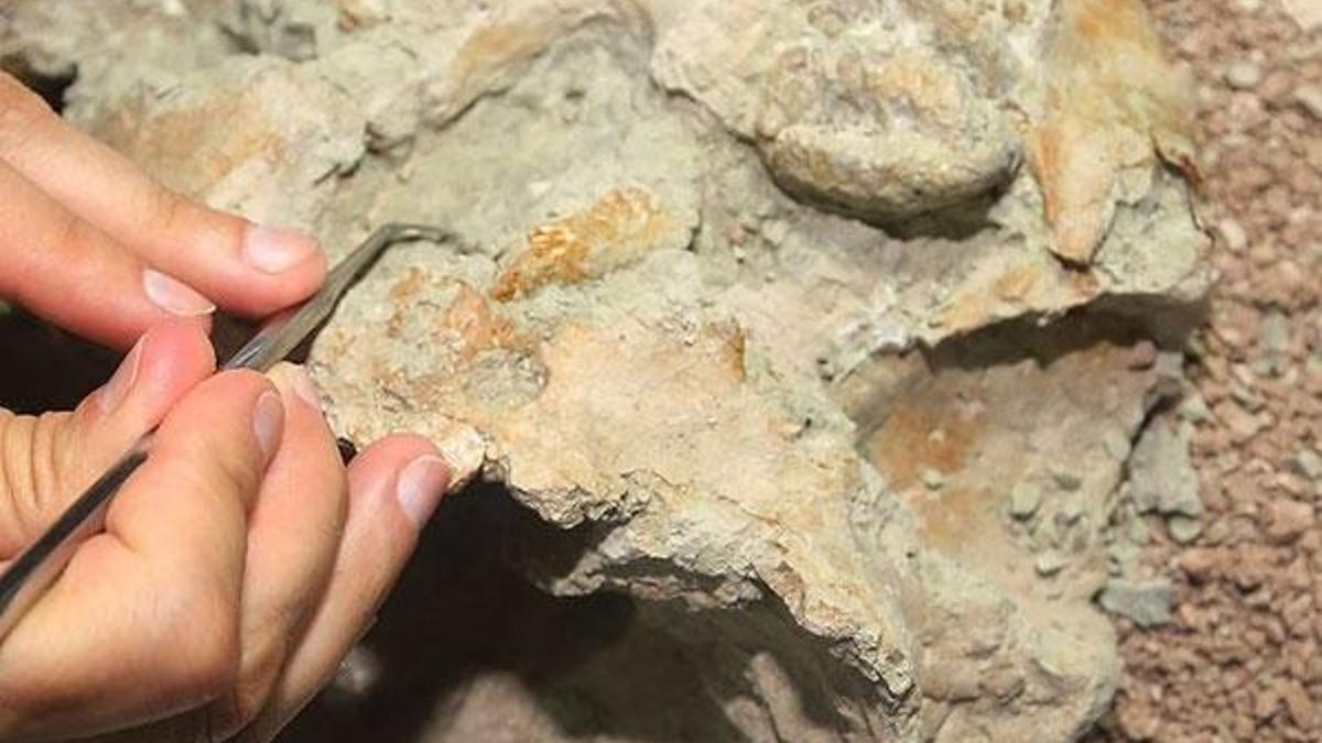 Dinozorlar döneminden kalma memeliye ait fosil bulundu