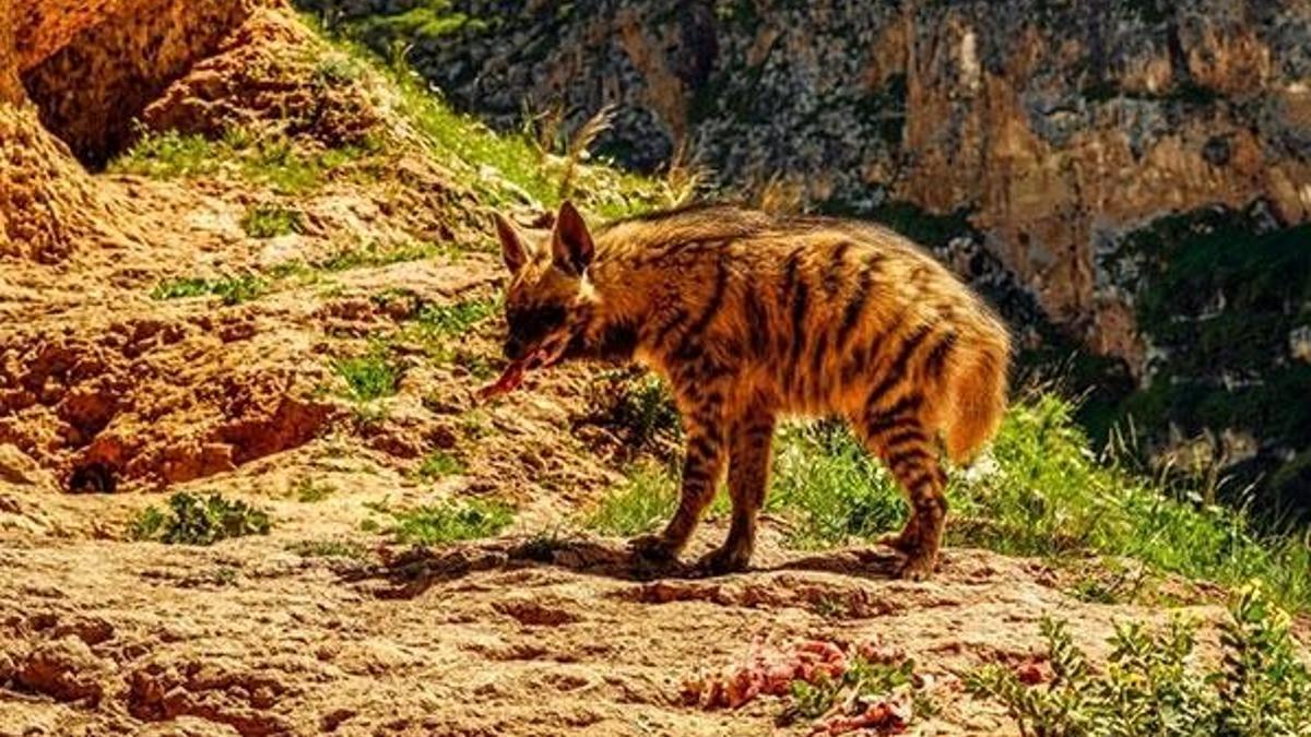 Adıyaman'da böyle görüntülendi!