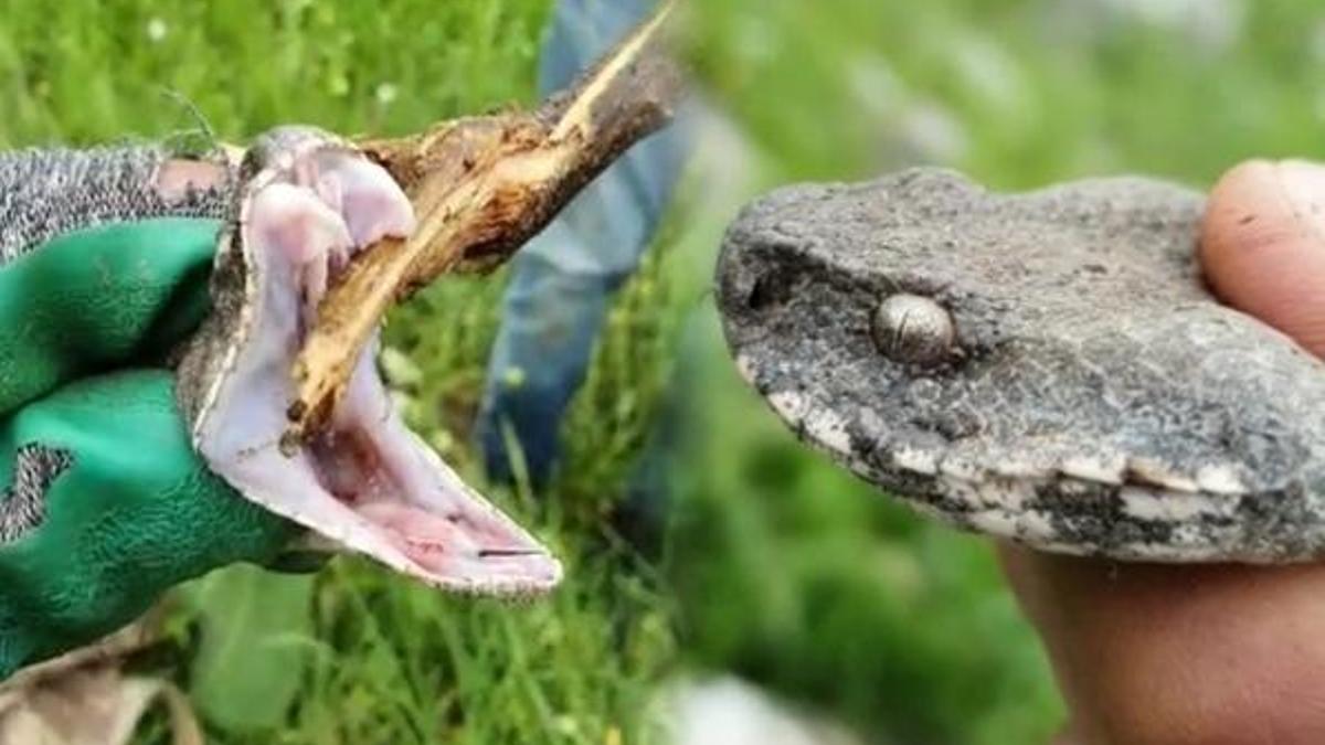 Türkiye'nin zehri en ölümcül yılanı Derecik’te görüldü