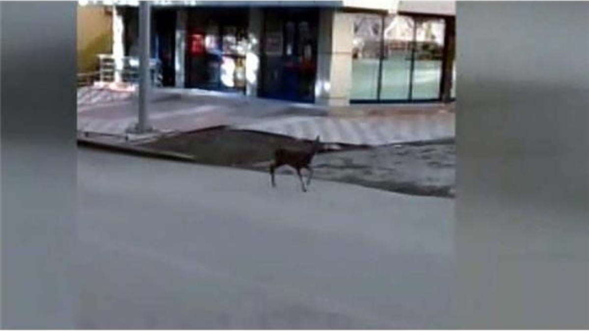 Görenler şoke oldu! İlçe merkezinde yavru karaca...