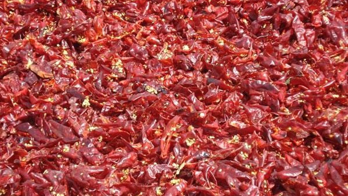 Acı biber corona virüsle mücadelede etkili
