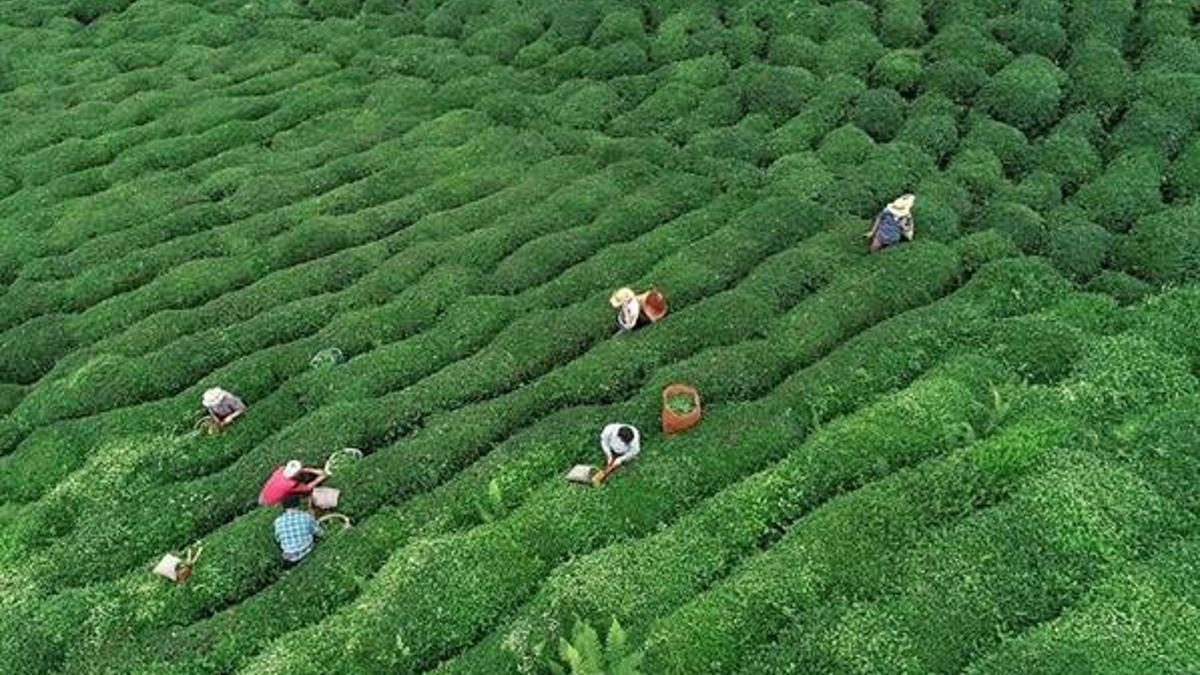 Yaş çay alım fiyatı açıklandı mı? Yaş çay alım fiyatı kaç lira oldu? Yaş çay fiyatları 2020...
