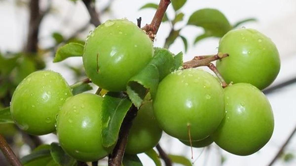 Papaz eriğinde hasat başladı