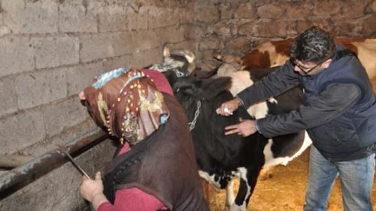 Şap hastalığı nedir, neden olur? Şap hastalığı sütten, etten insana bulaşır mı? Tedavisi var mı?