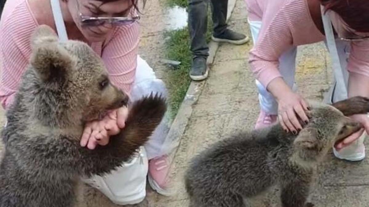 Emel Müftüoğlu'nun zor anları... Ayı saldırdı