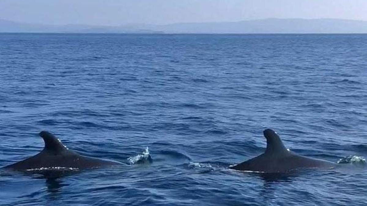Kuzey Ege'de ilk kez yalancı katil balinalar, Gökçeada'da dev vatoz görüntülendi