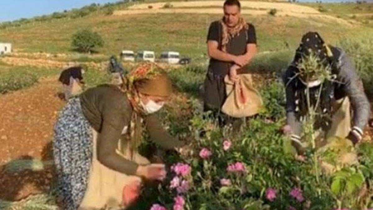 Berdan Mardini'ye hasat sırasında sürpriz