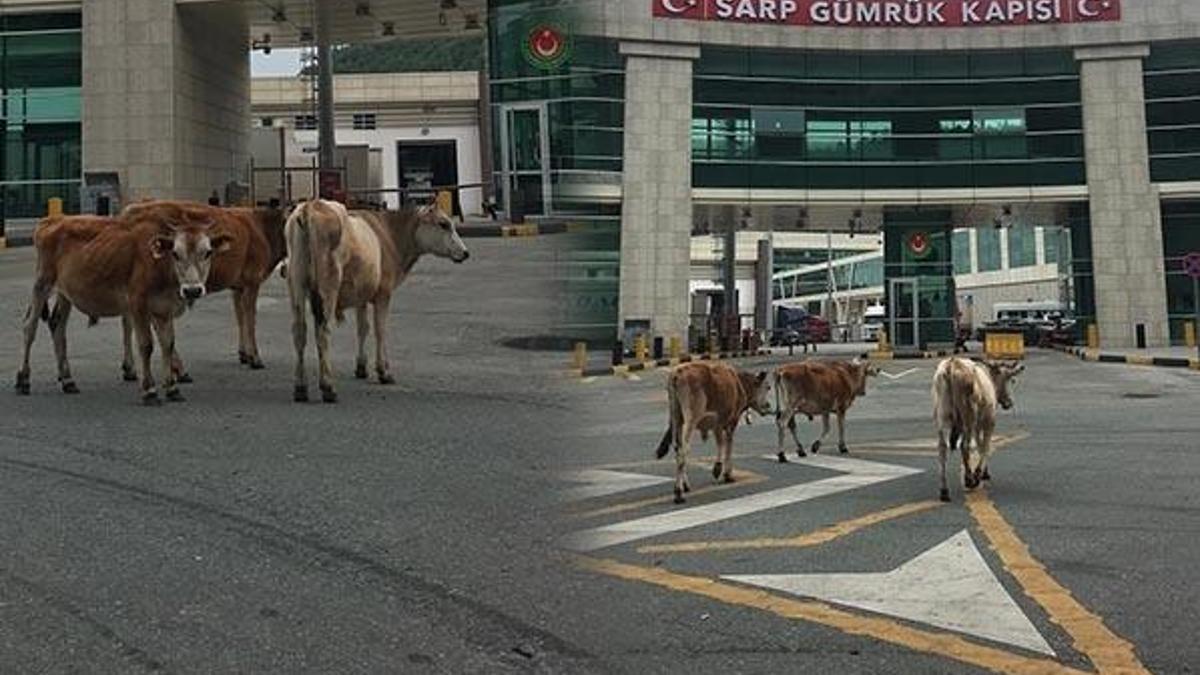 Sarp Sınır Kapısı'nda gülümseten görüntüler