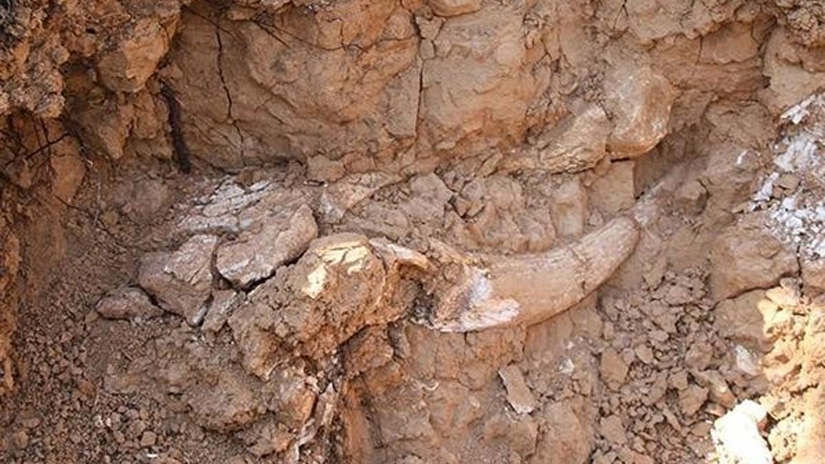 Meksika'da mamut kalıntıları bulundu