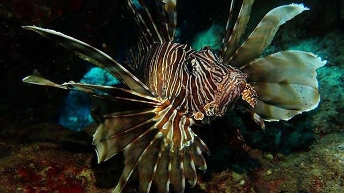 Kuşadası'nda görüldü! Dünyanın en zehirli balığı...