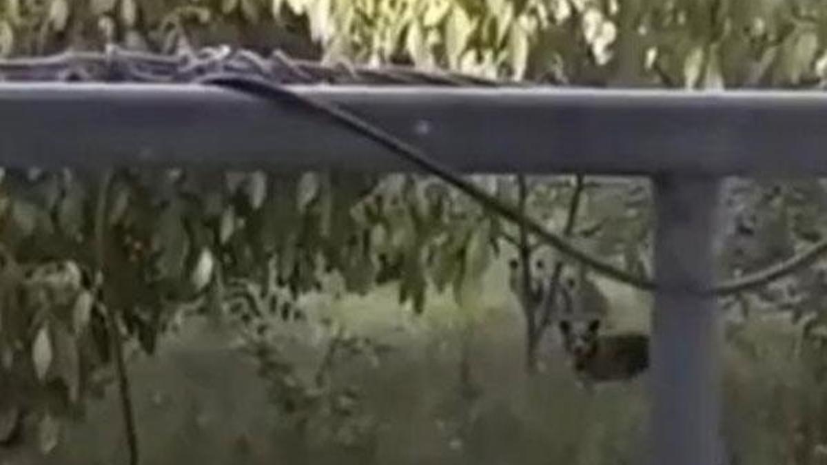 Evin bahçesine giren yavru ayılar telefonla görüntülendi