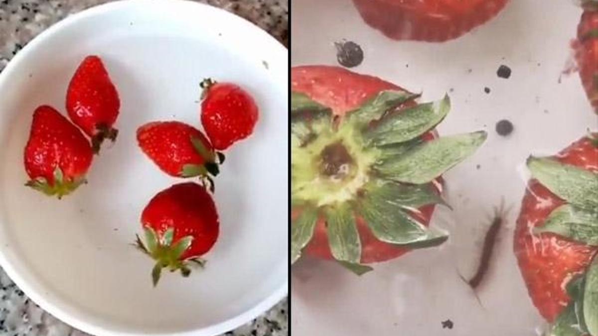 Gıda mühendisi açıkladı: Çilekte görülen kurtçuklar...