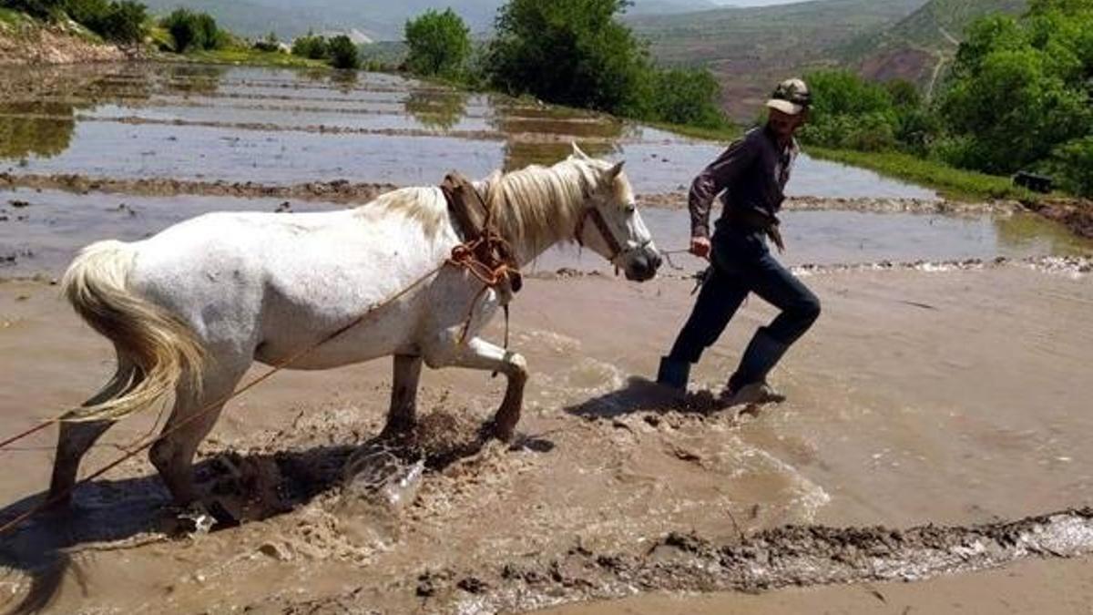 Hasat başlamadan sipariş almaya başladılar! 300 yıllık yöntem...