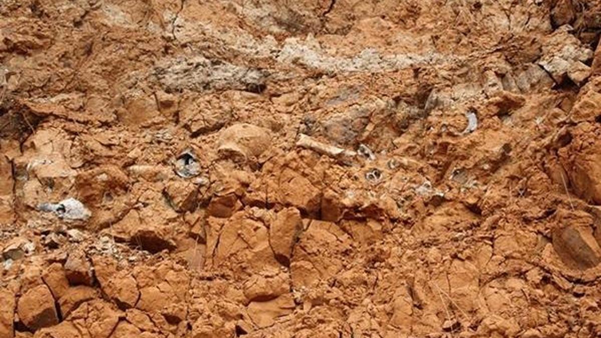 Pakistan'da bulundu! 45 milyon yıllık...
